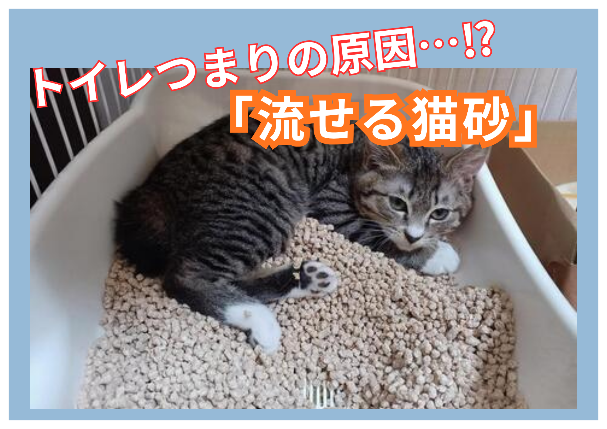 福井市　トイレつまり　「流せる猫砂」に要注意⁉