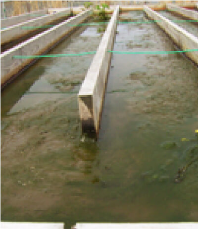 工場排水処理（グリーンプラント工法）